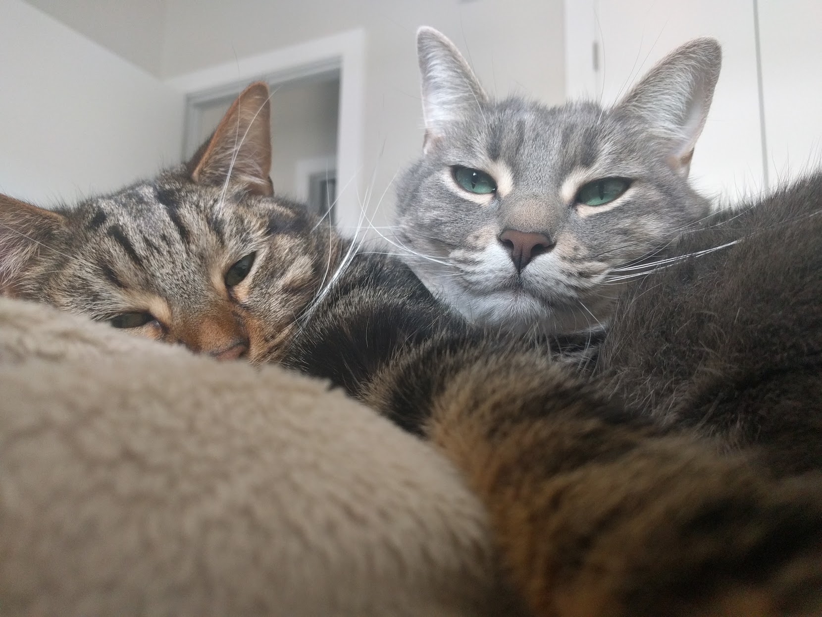 Grux and Muffin